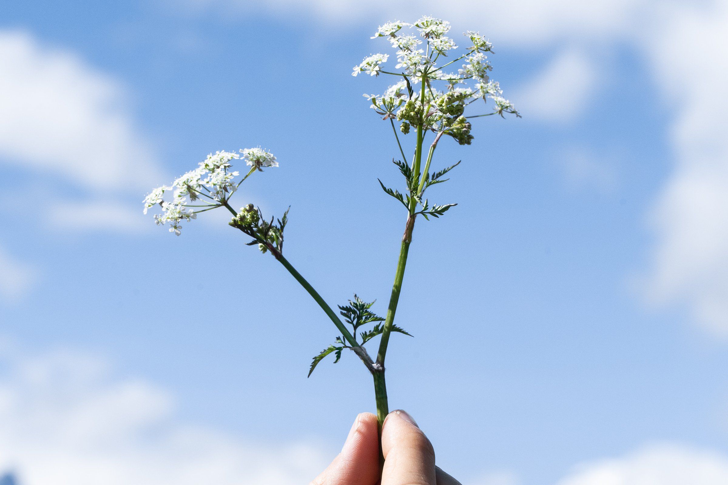 Aromastick BREATHE - Imagen 6