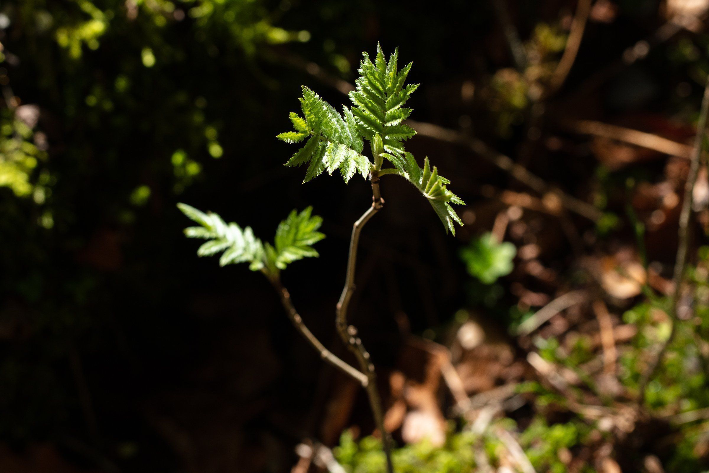 Aromastick CALM - Imagen 3