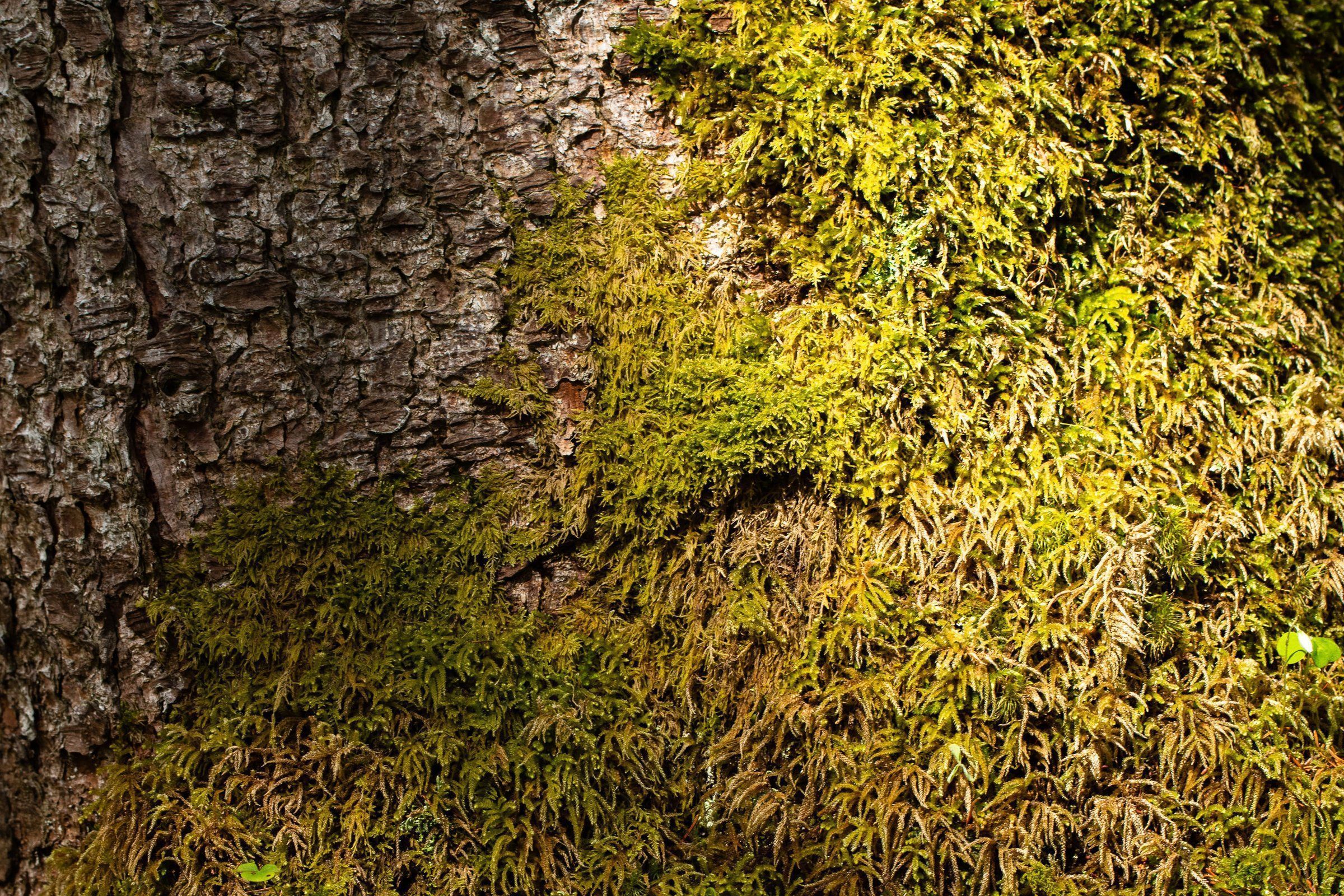 Aromastick FOCUS - Imagen 4